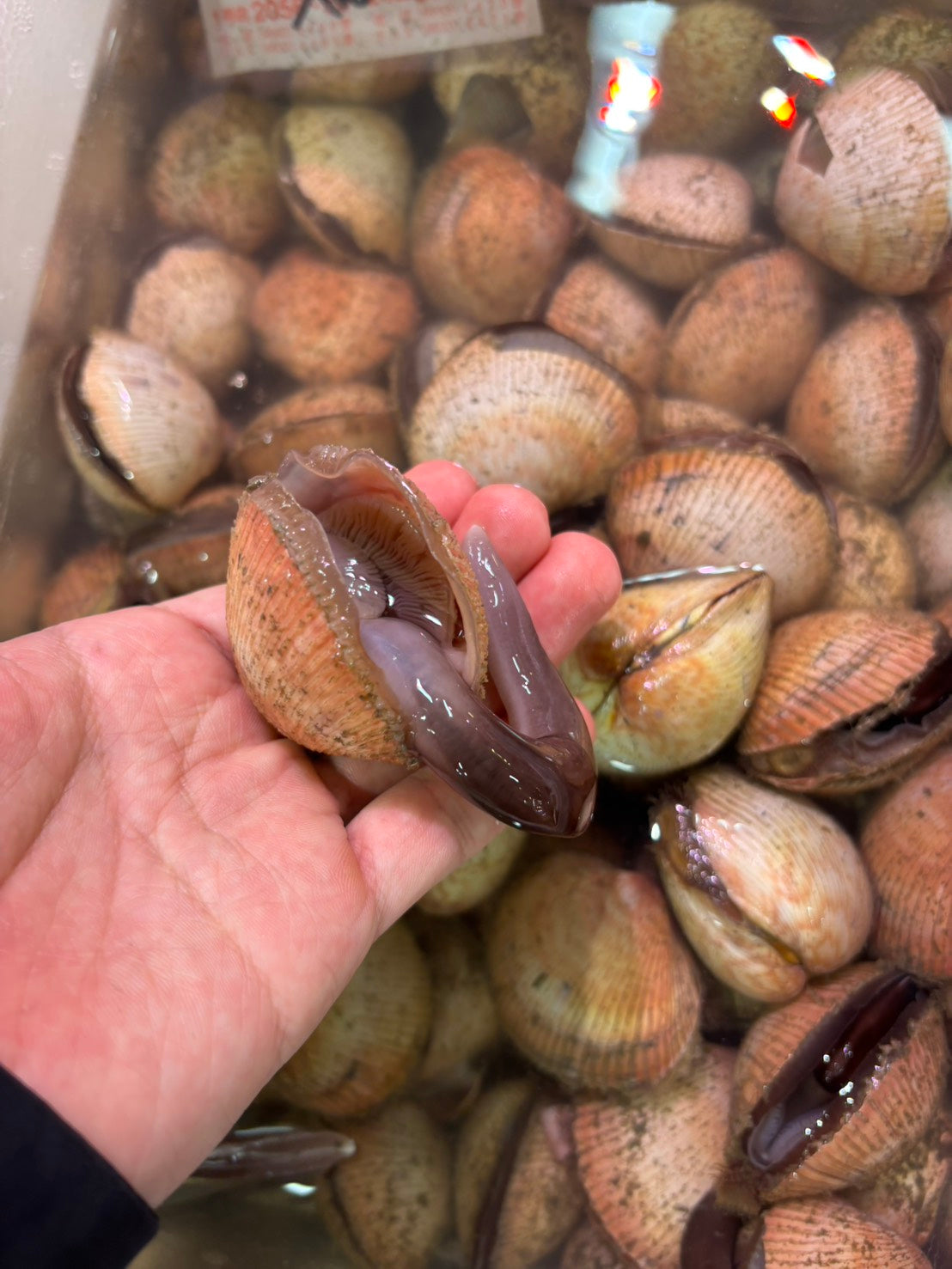 【魚充】今が旬!「鳥貝」の魅力を引き出すプロ直伝の捌き方