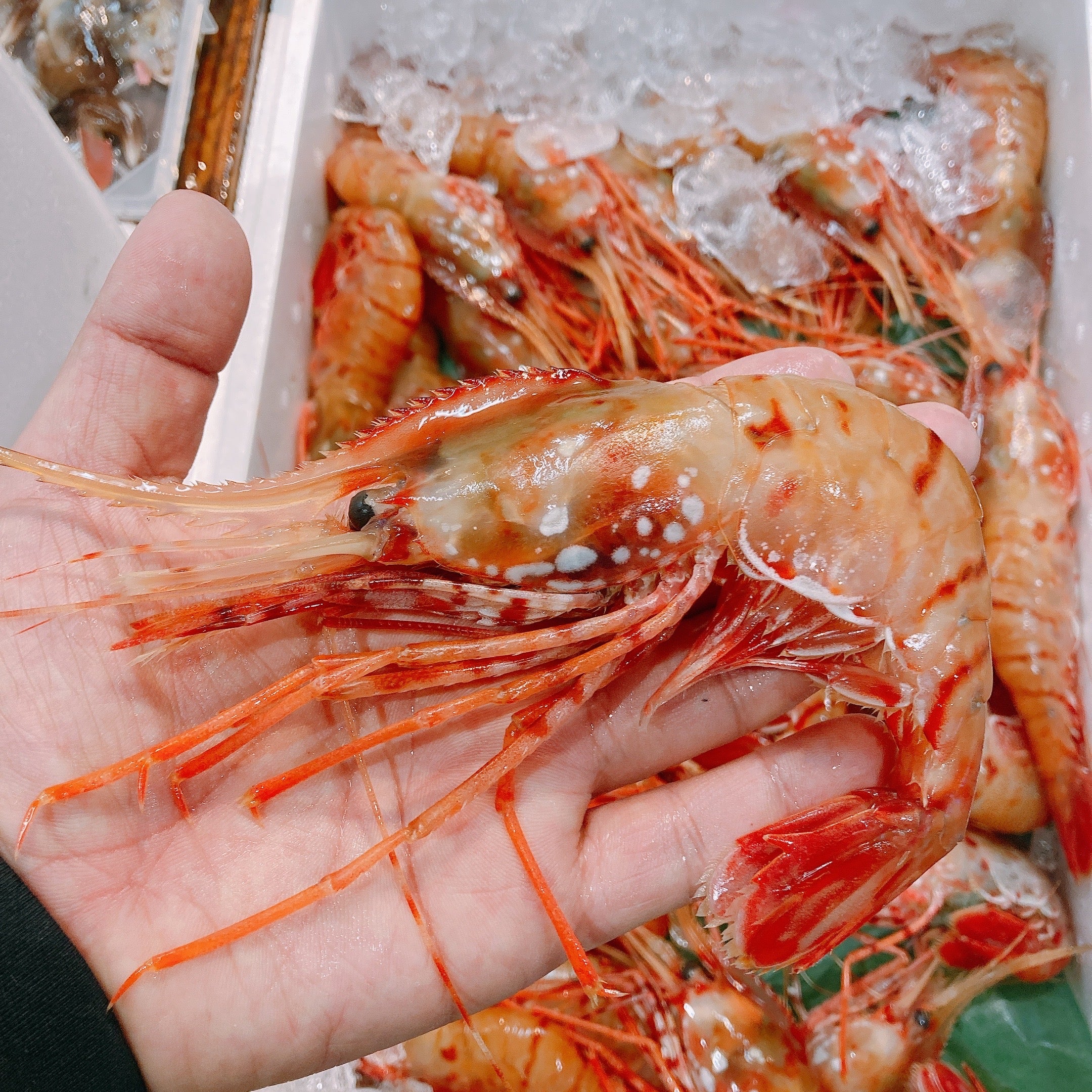 【豊洲市場直送】北海道産 "生"ボタンエビ(約300g)冷蔵