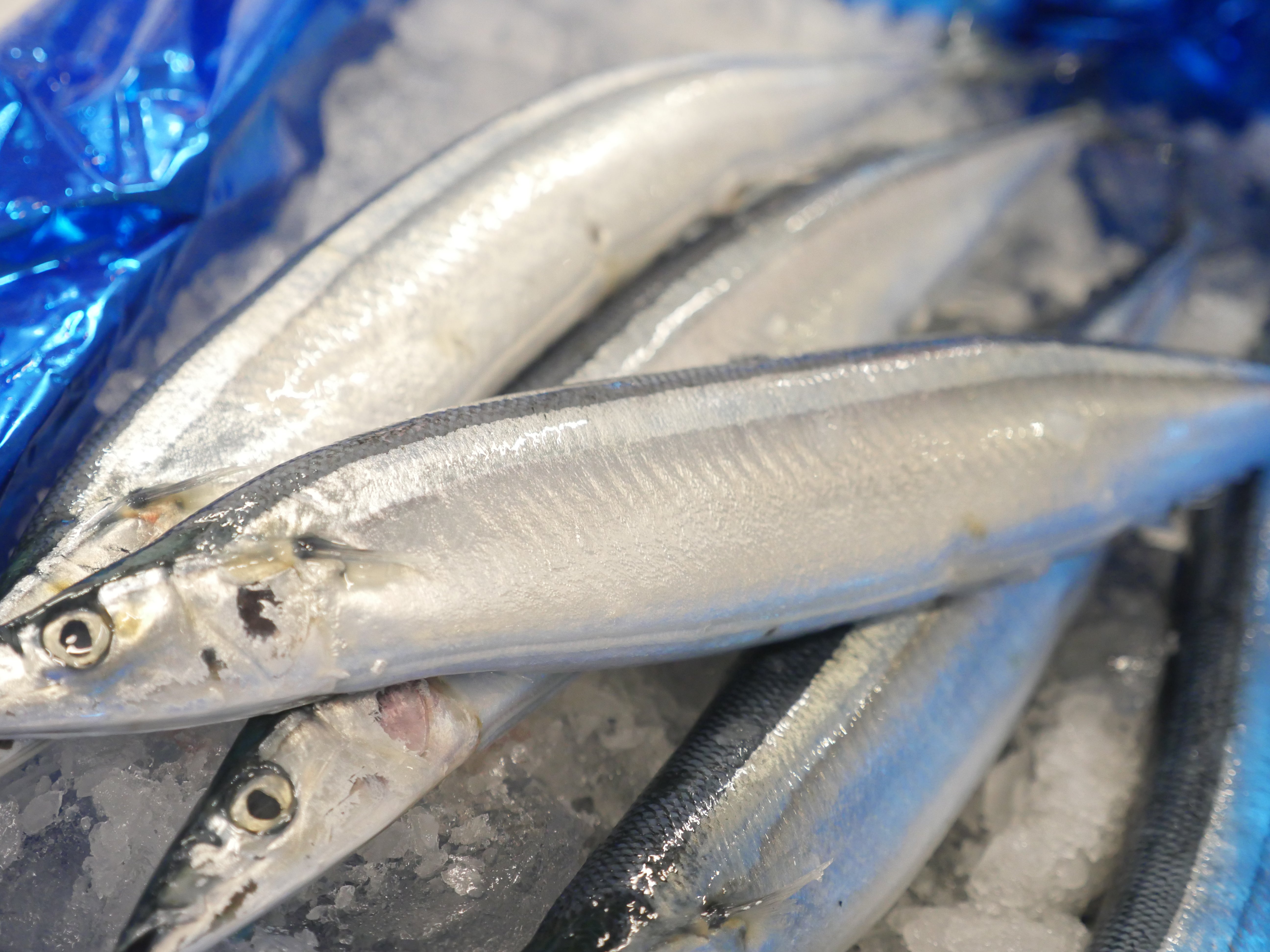 【超特大】『秋刀魚(さんま)』 約2kg10尾or約1kg5尾(200g前後/尾) 北海道、三陸産・冷蔵