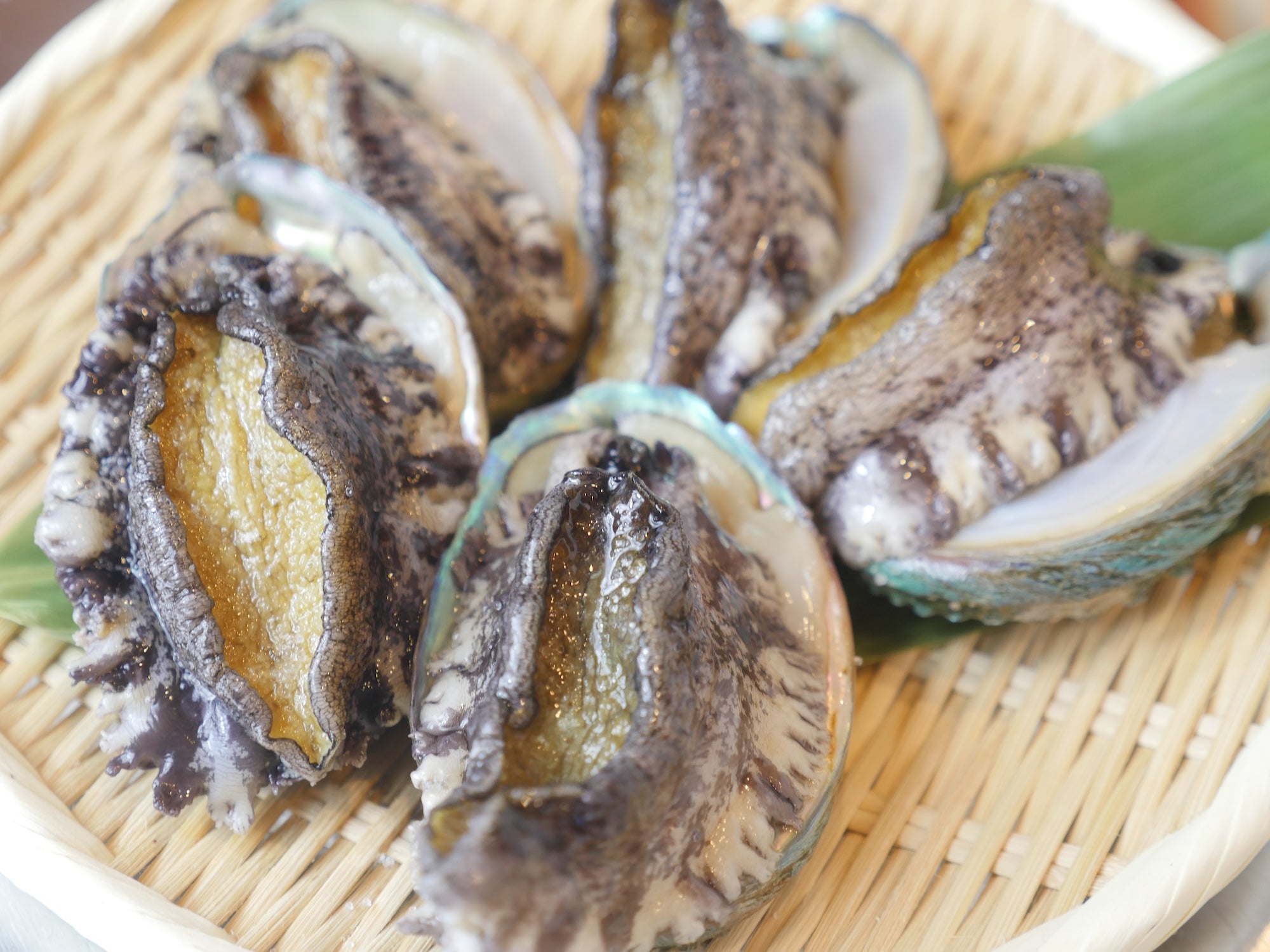 【お得!】活アワビ80-100gサイズ5-6枚 養殖活鮑(約500g)・冷蔵便
