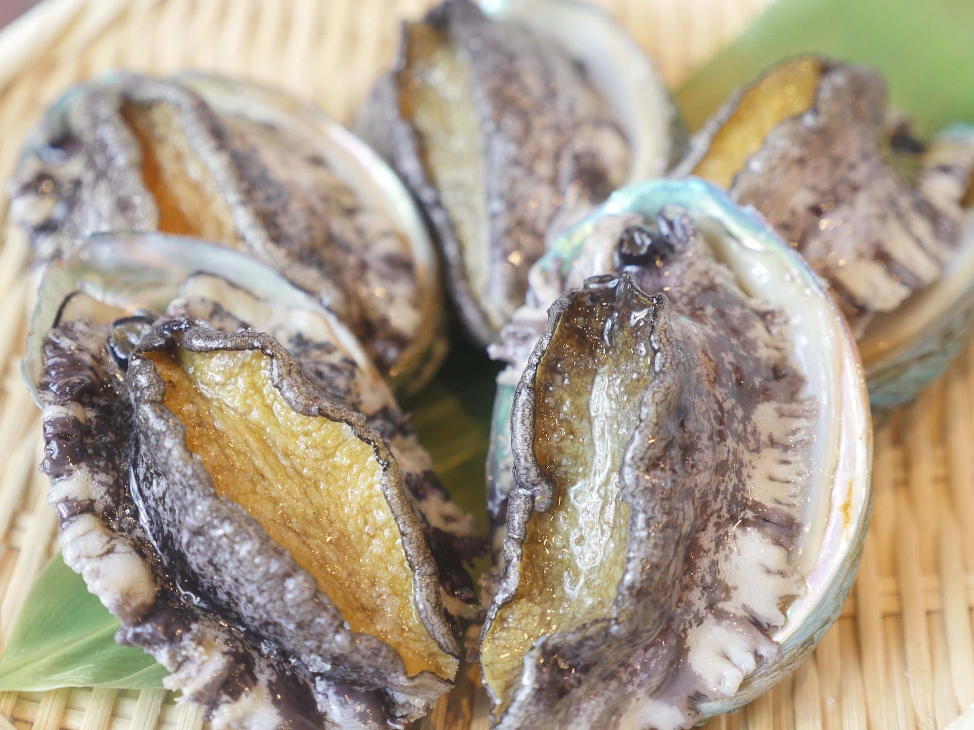 【お得!】活アワビ80-100gサイズ5-6枚 養殖活鮑(約500g)・冷蔵便