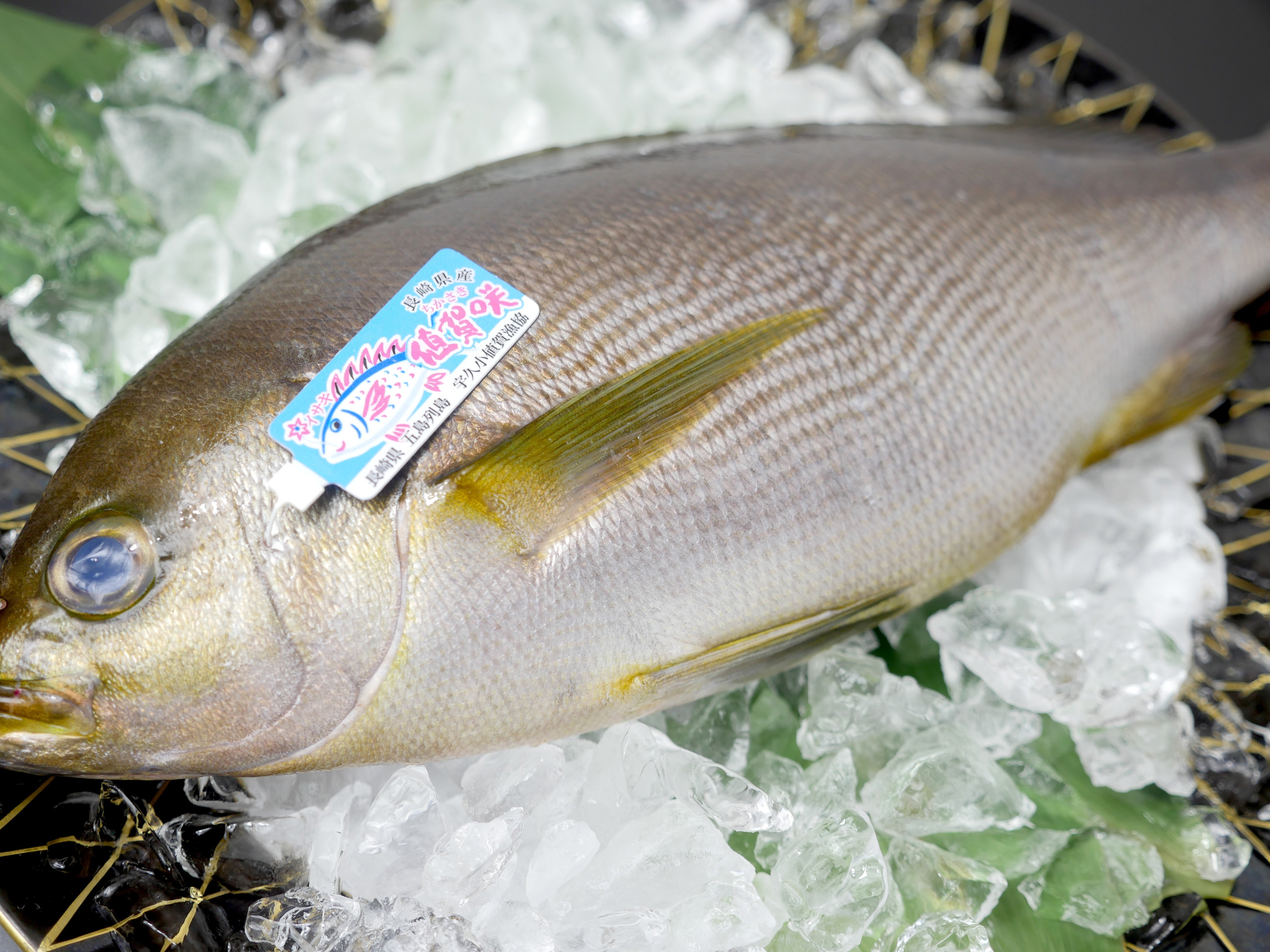 【豊洲直送市場】旬の『値賀咲イサキ700g~800g1尾』長崎県小値賀産・冷蔵
