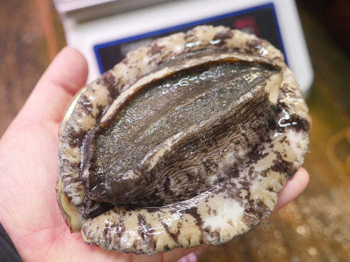 【豊洲直送】活黒アワビ"特大サイズ"350-380g/1枚 天然黒鮑千葉県産(約350~380g)・冷蔵