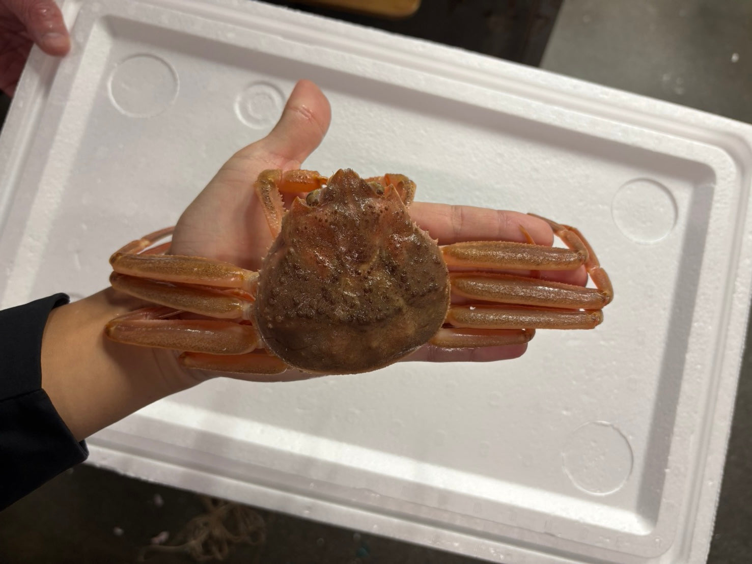 【旬のご馳走】『"活"香箱蟹(メスのズワイガニ)』石川県産他 1杯120g前後×5杯