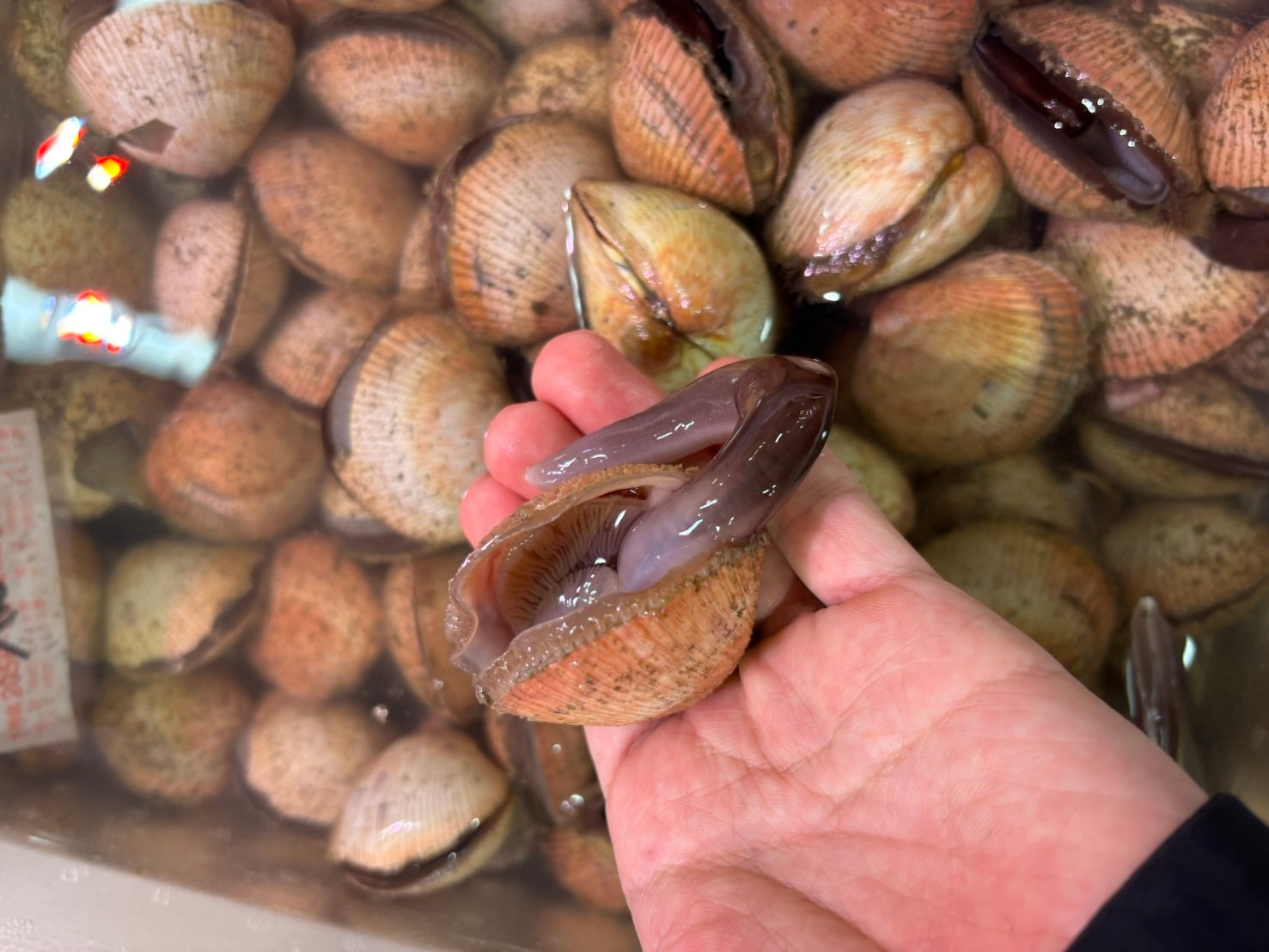 【豊洲市場直送】旬の”活”鳥貝(トリガイ)愛知県産他 約500g(60-80g位/個)・冷蔵