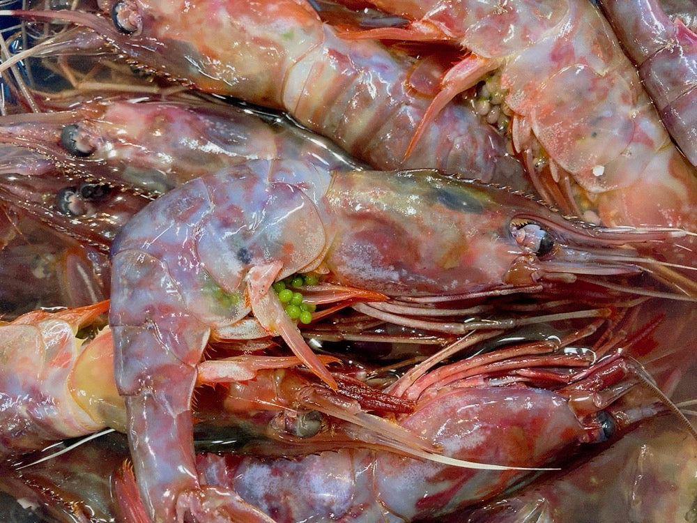 【豊洲直送】幻の海老"ぶどうえび"最も希少な海老をご自宅で。約300g(1尾50-70g・4-6尾) ・冷蔵