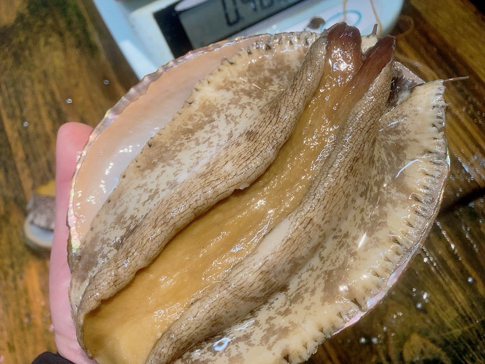 【特大】活メガイアワビ400-500gサイズ1枚 国産天然めがい鮑(約400~500g)・冷蔵便