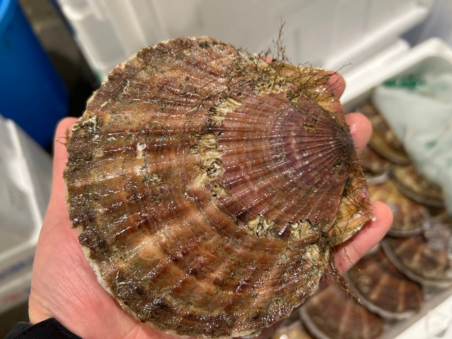 【天然・鮮度抜群】北海道産『殻付き 活ホタテ』大サイズ 5枚(250g前後/枚) 海鮮バーキューにも