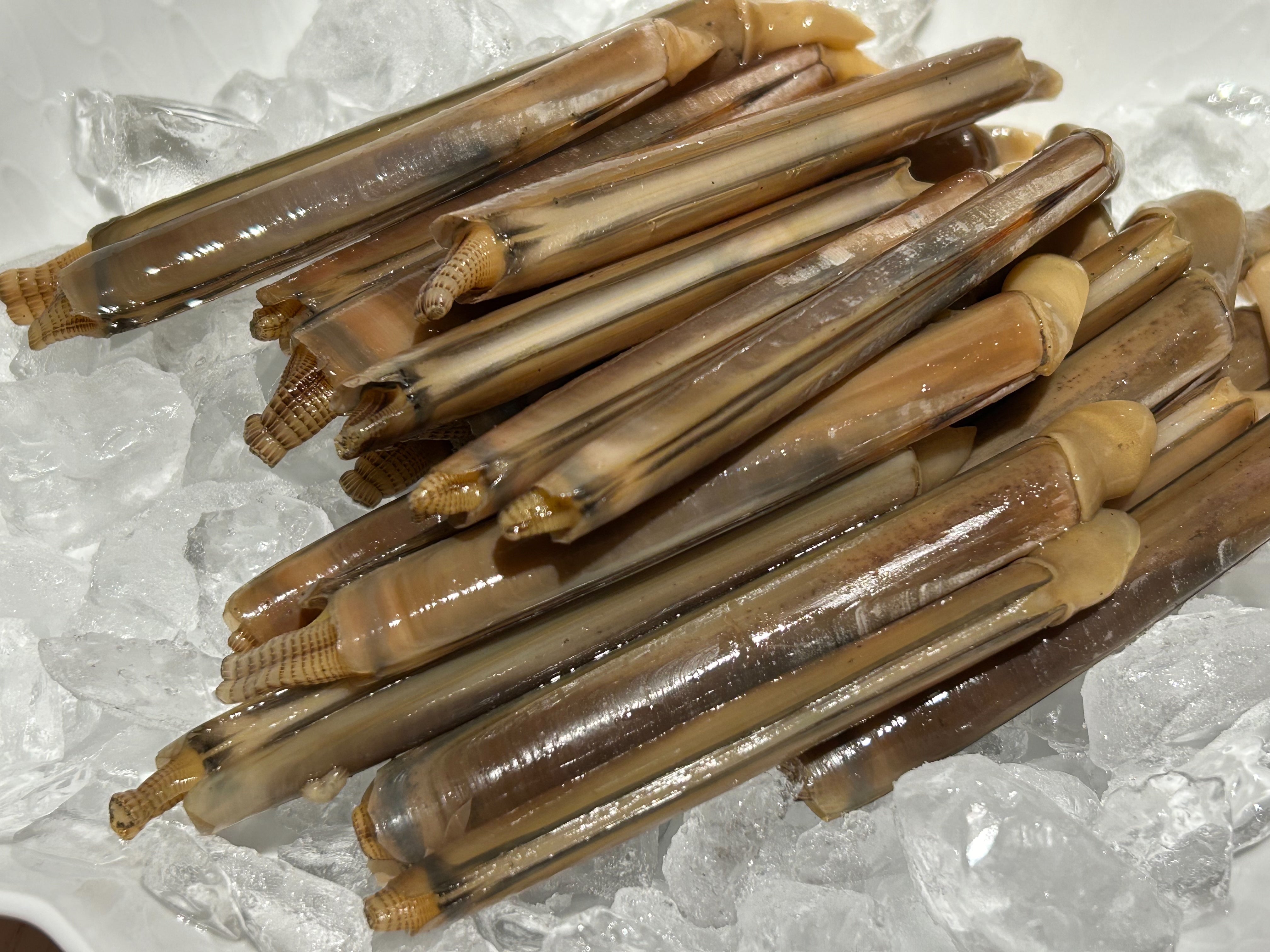【豊洲市場直送】希少!マテ貝約200g(活)・冷蔵