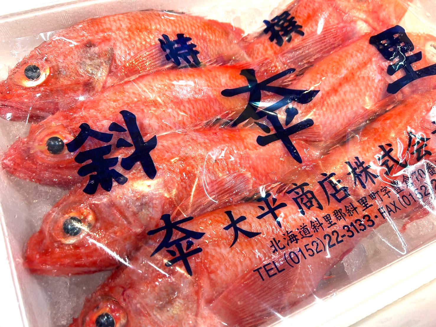 【豊洲市場直送】北海道産キンキ(キチジ)400~500g1尾(約500g・生)・冷蔵