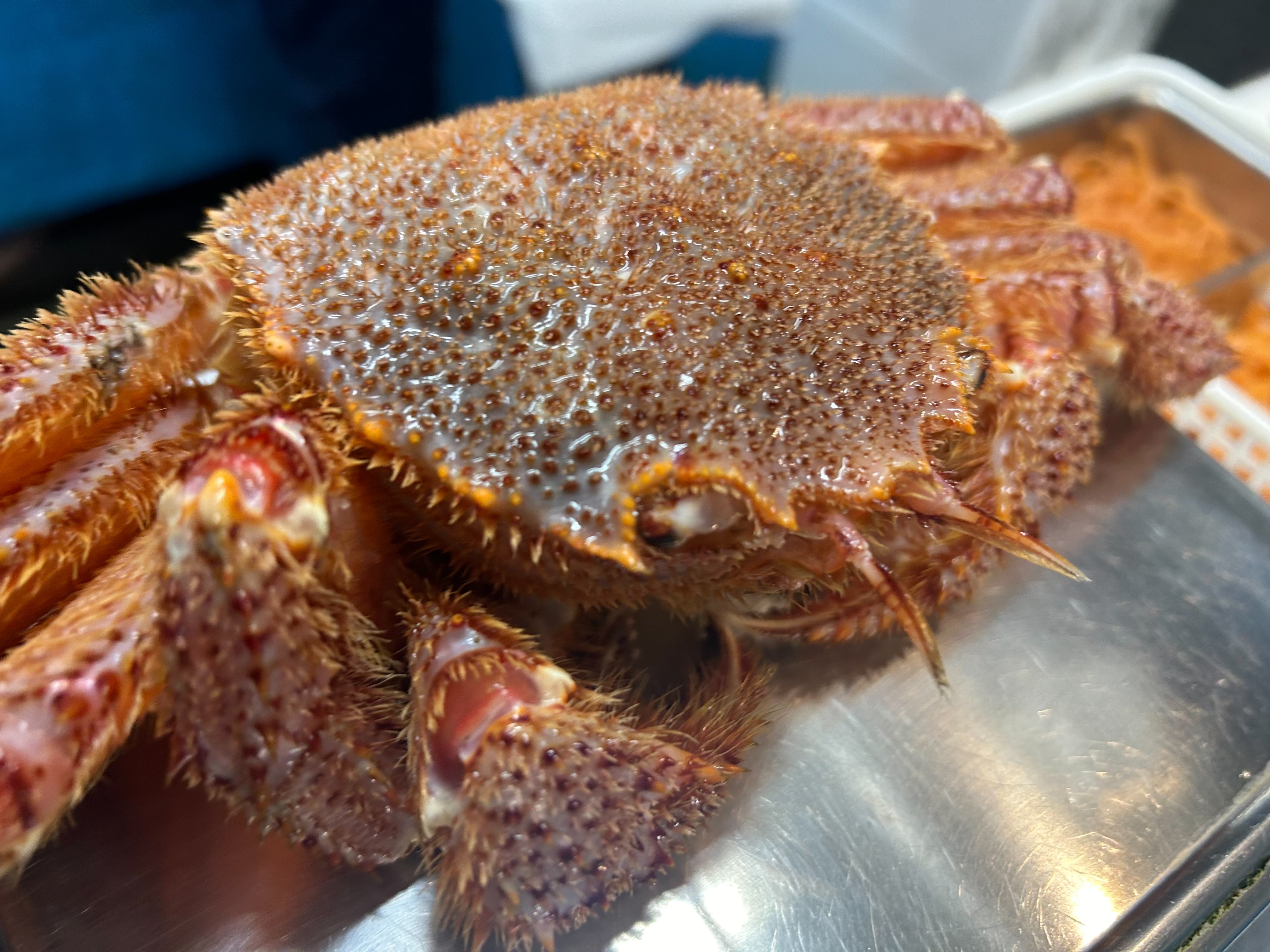 【豊洲市場直送】『"活"毛蟹大サイズ』北海産 1杯 600g〜650g前後 ※1〜2人前