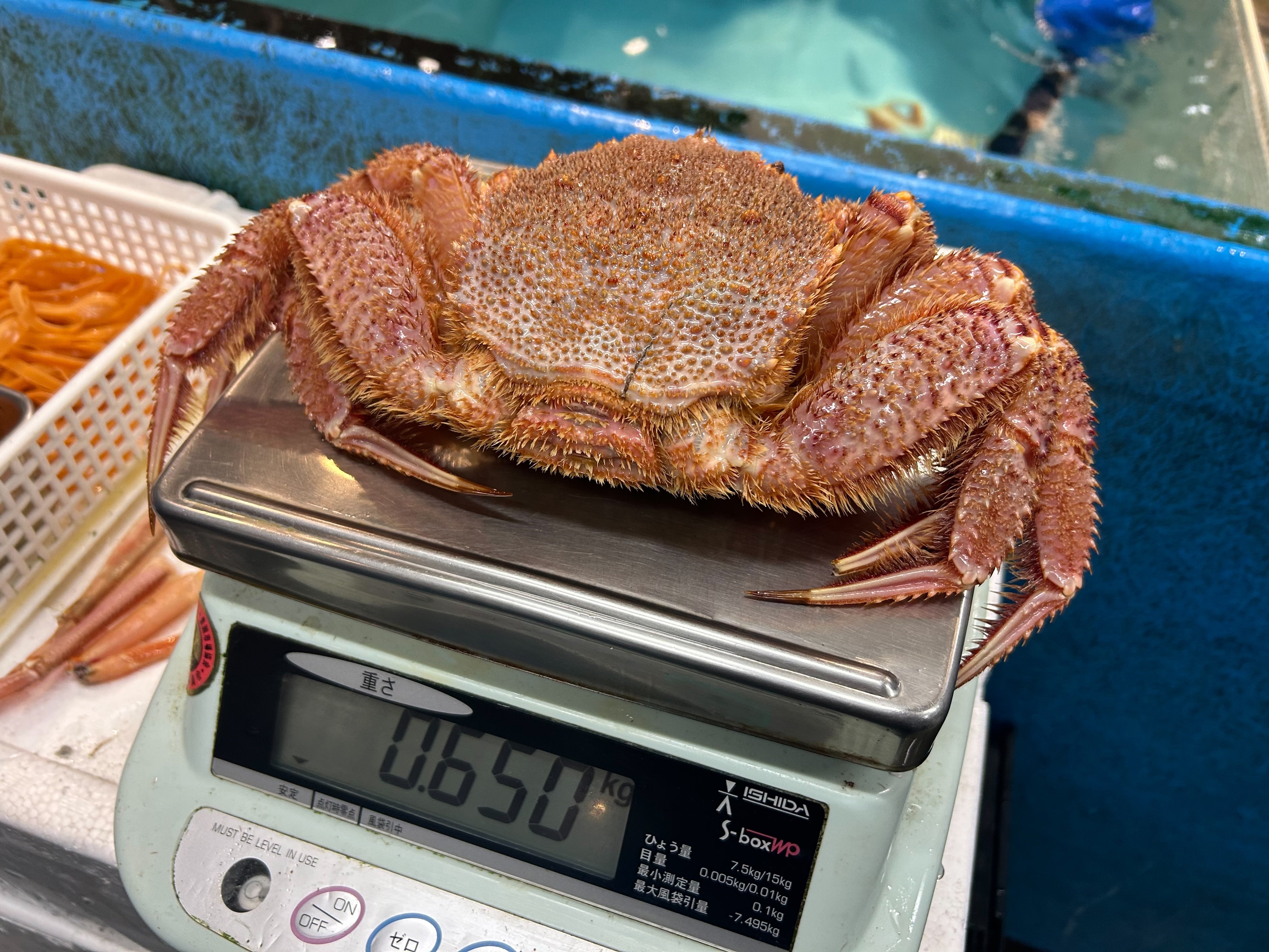 【豊洲市場直送】『"活"毛蟹大サイズ』北海産 1杯 600g〜650g前後 ※1〜2人前