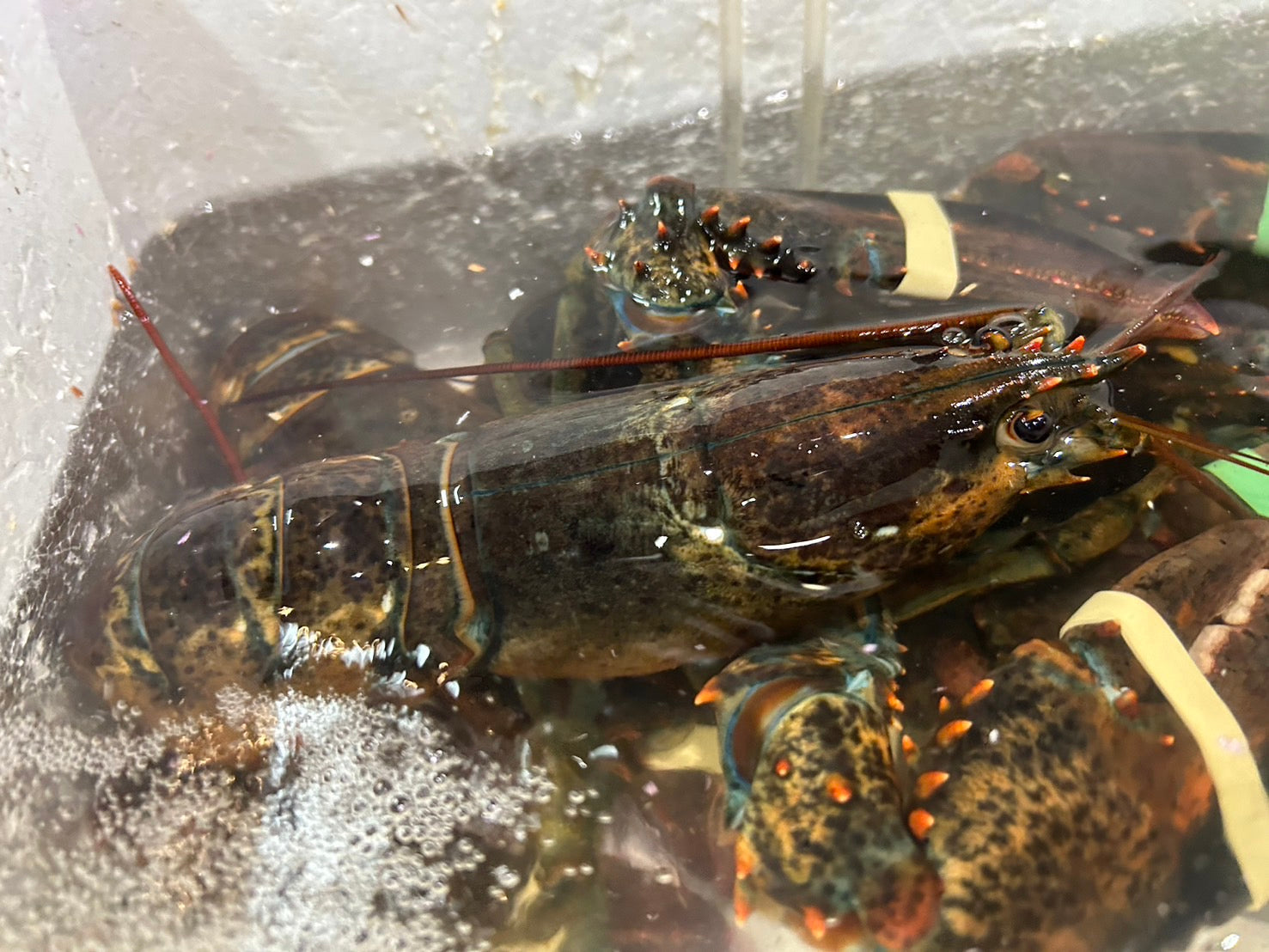【豊洲直送】『"活"オーマール海老』カナダ産 1尾(450〜500g)※1〜2人前