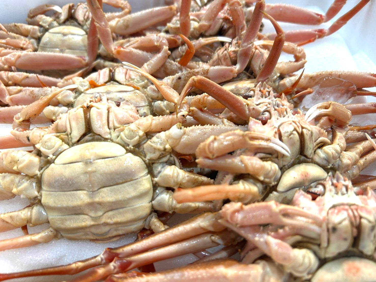 【内子が旨い!】『"活"セイコガニ(メスのオオズワイガニ)』北海道産 1杯150g前後×5杯・冷蔵