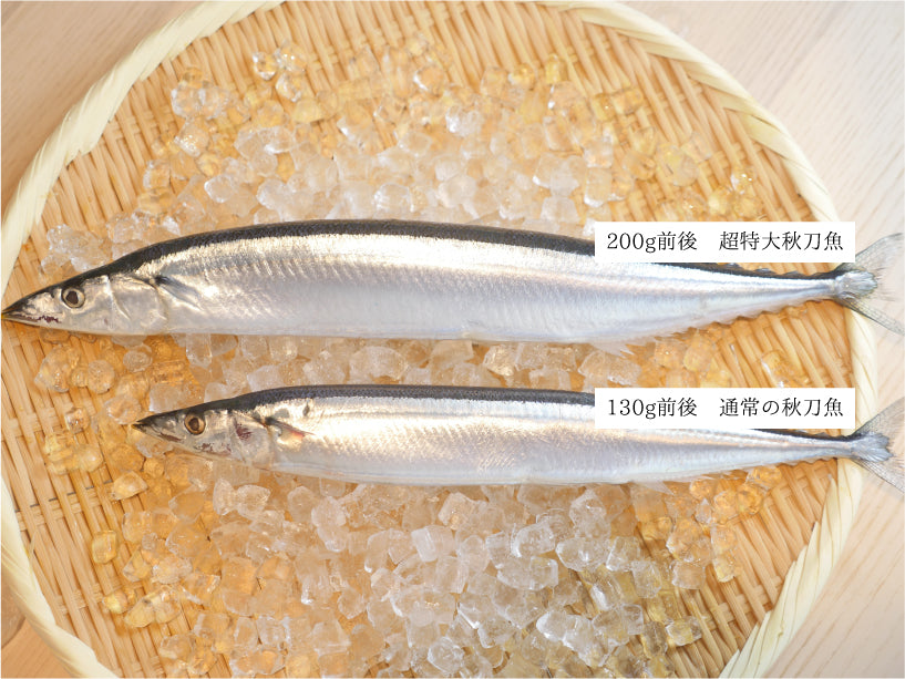 【超特大】『秋刀魚(さんま)』 約2kg10尾or約1kg5尾(200g前後/尾) 北海道、三陸産・冷蔵