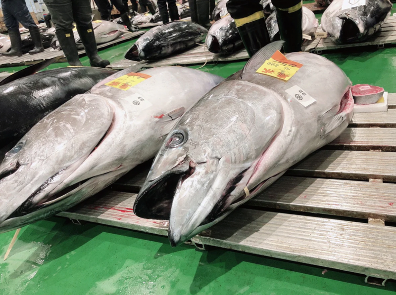 【豊洲市場厳選】長崎産生本鮪中トロたっぷり300g(1冊・養殖）豊洲市場直送・冷蔵