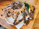 【蟹の王様】『氷締め"活"タラバガニ』北海道産 1杯 中〜特大サイズ（1kg〜3.5kg）※1〜4人前
