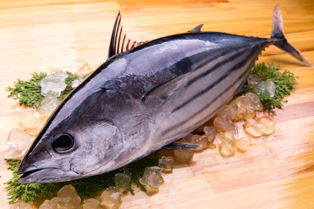 カツオ様 旬の味覚】『生・初鰹』カツオ 四分一(約0.6〜0.9kg) 九州・千葉