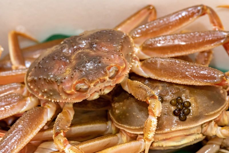 【旬のご馳走】『"活"香箱蟹（メスのズワイガニ）』石川県産他 1杯120g前後×5杯