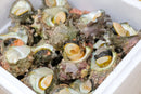 【豊洲市場直送】『"活"サザエ』並〜大サイズ 約1kg 千葉県・長崎県他 海鮮バーキューにも