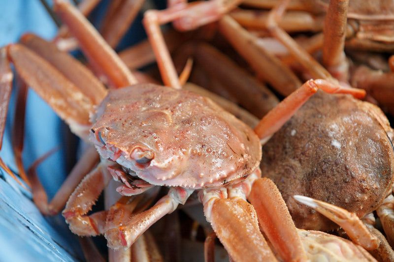 【内子が旨い！】『"活"セイコガニ（メスのオオズワイガニ）』北海道産 1杯150g前後×5杯・冷蔵