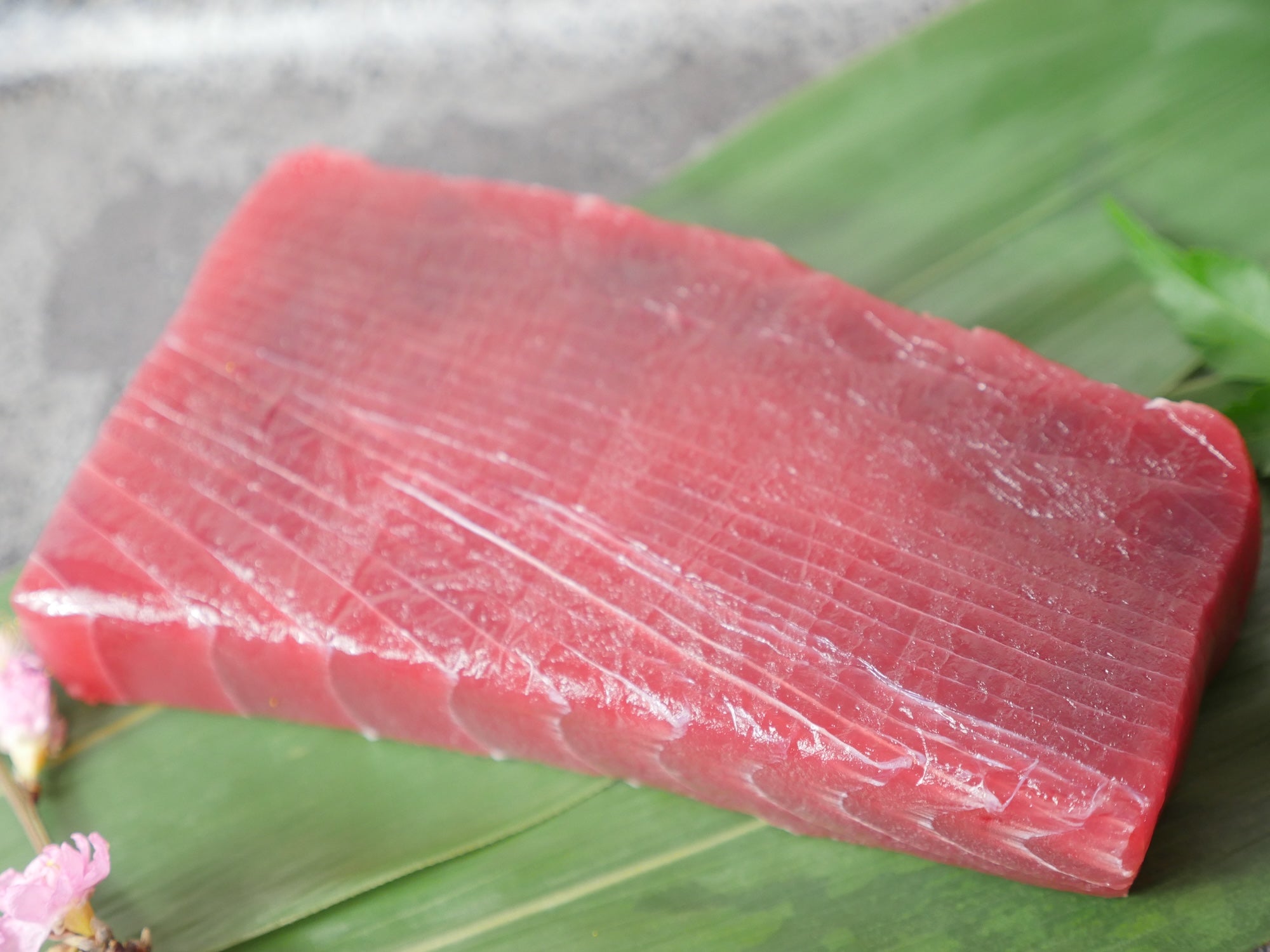 【訳あり】天然ミナミマグロ（インドマグロ） 赤身約500g（250g×2）・ 冷凍