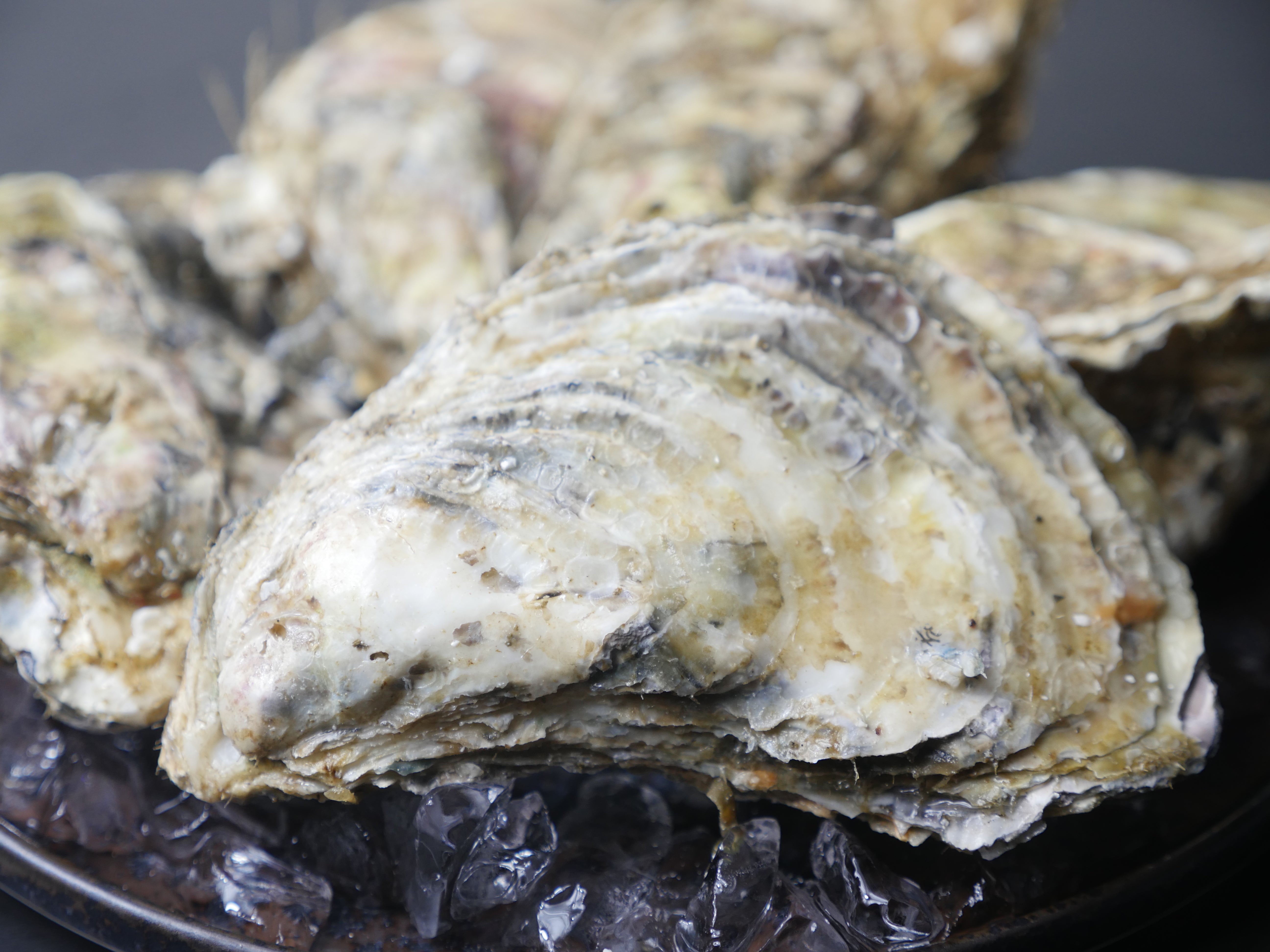 【クリーミーな旨味】『仙鳳趾 (せんぽうし) 殻付き牡蠣』L or 2Lサイズ 5個(約900g〜1250g) 生食用・冷蔵