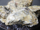 【クリーミーな旨味】『仙鳳趾 (せんぽうし) 殻付き牡蠣』L or 2Lサイズ 5個(約900g〜1250g) 生食用・冷蔵