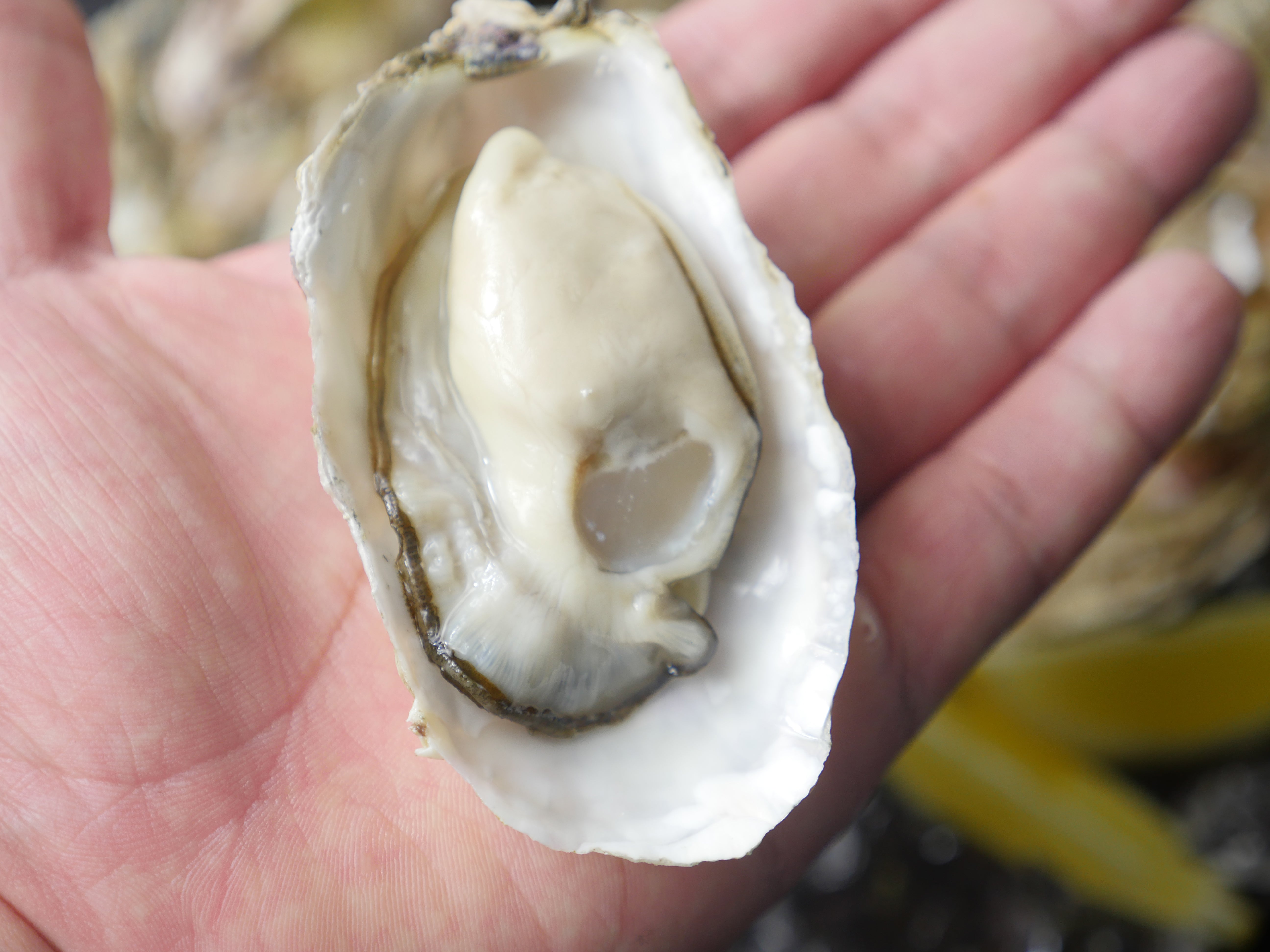 【クリーミーな旨味】『厚岸（あっけし）殻付き牡蠣』L or 2Lサイズ 5個 生食用・冷蔵
