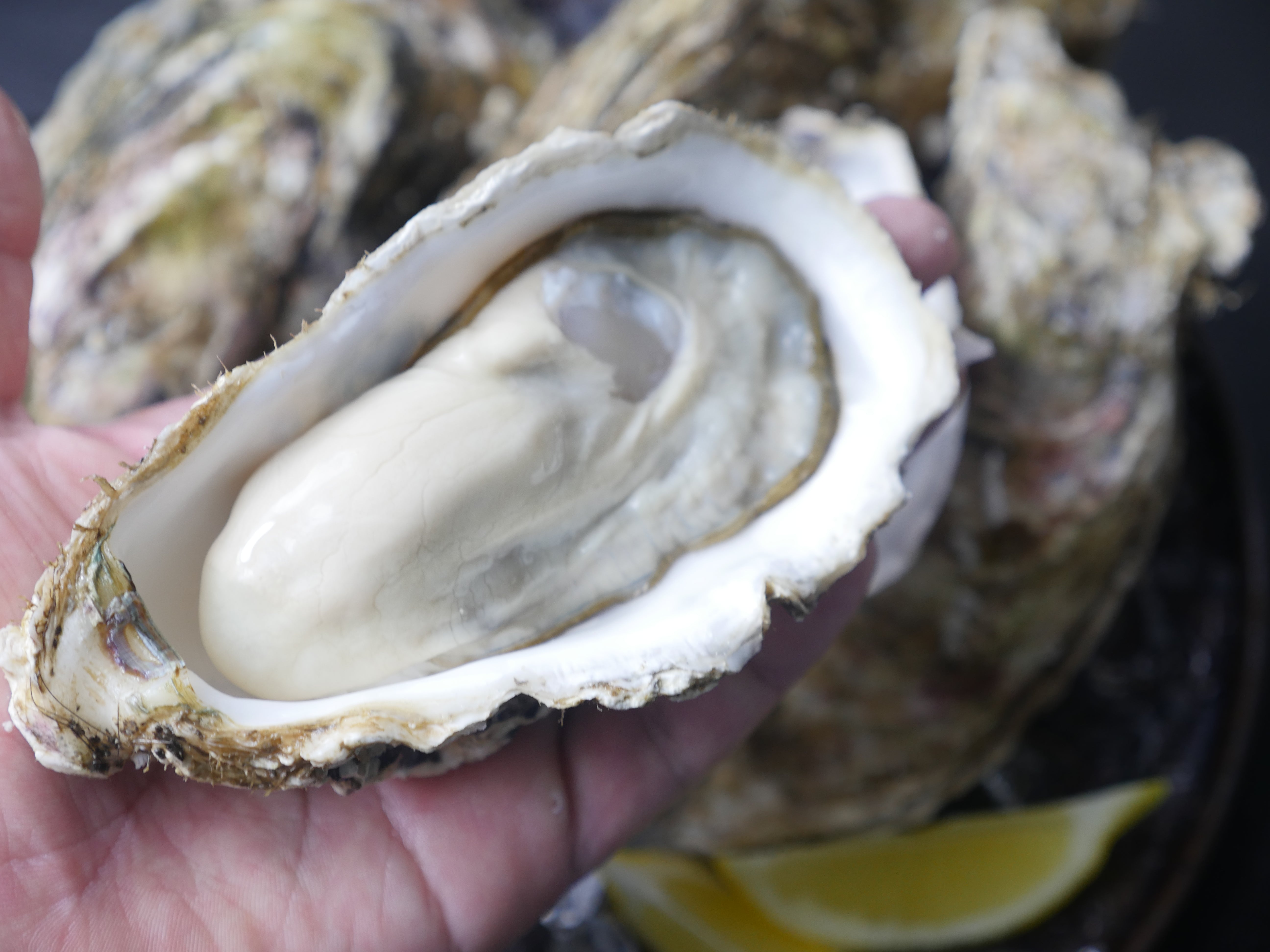 【クリーミーな旨味】『仙鳳趾 (せんぽうし) 殻付き牡蠣』L or 2Lサイズ 5個(約900g〜1250g) 生食用・冷蔵