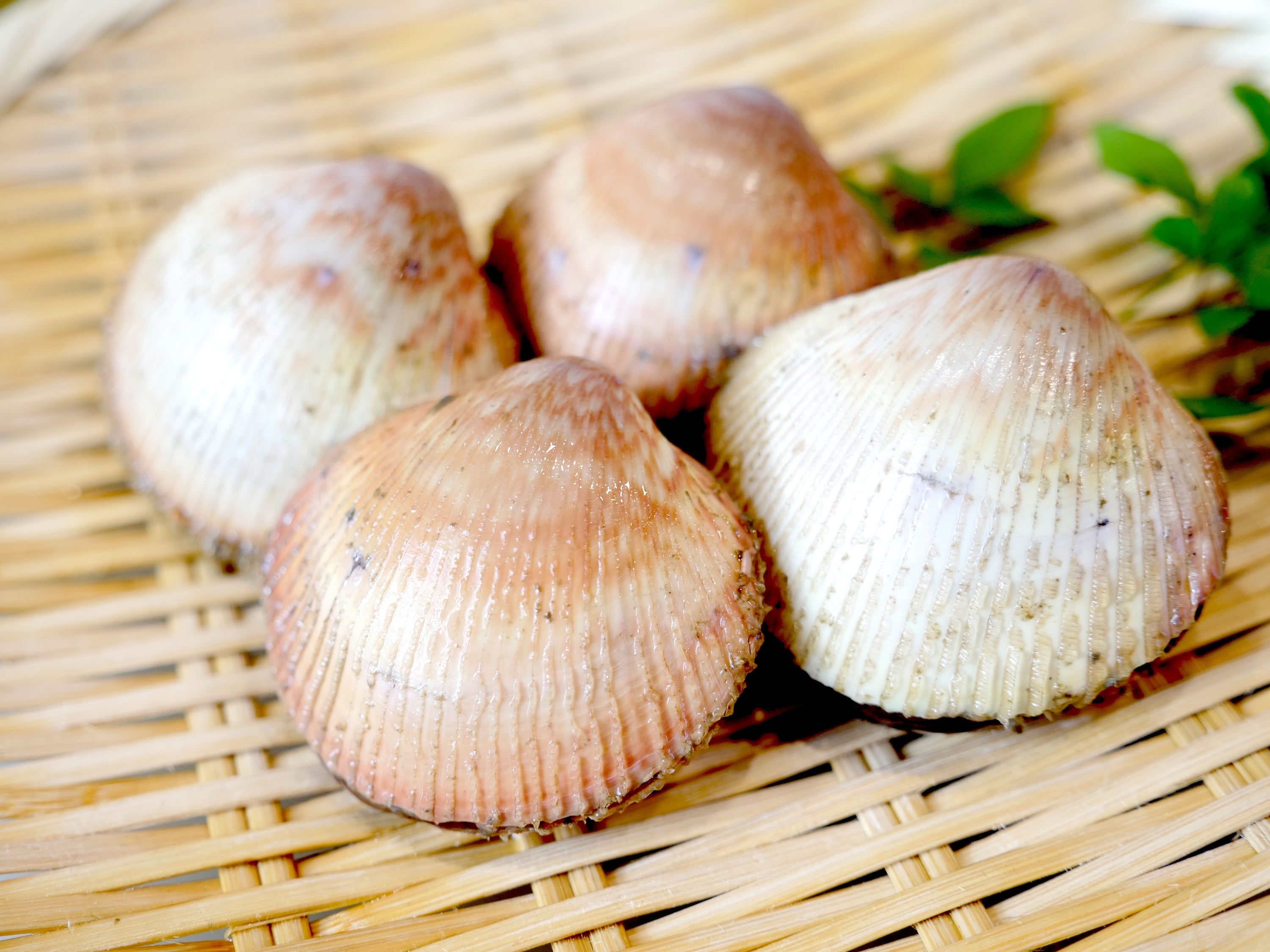 豊洲市場直送】旬の”活”鳥貝（トリガイ）愛知県産他 約500g（60-80g位