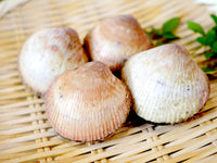 【豊洲市場直送】旬の”活”鳥貝（トリガイ）愛知県産他 約500g（60-80g位/個）・冷蔵