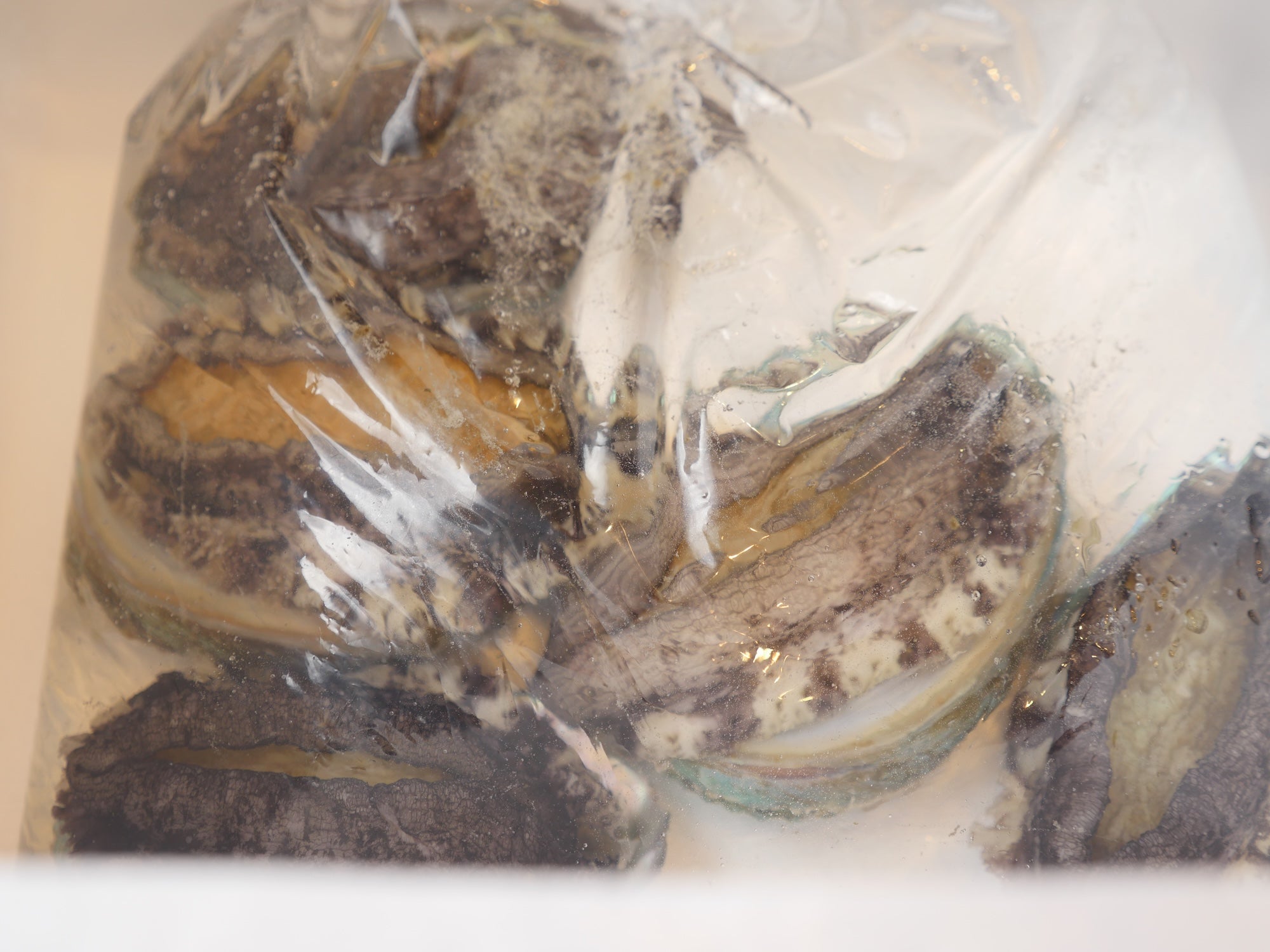 【お得！】活アワビ80-100gサイズ5-6枚 養殖活鮑（約500g）・冷蔵便