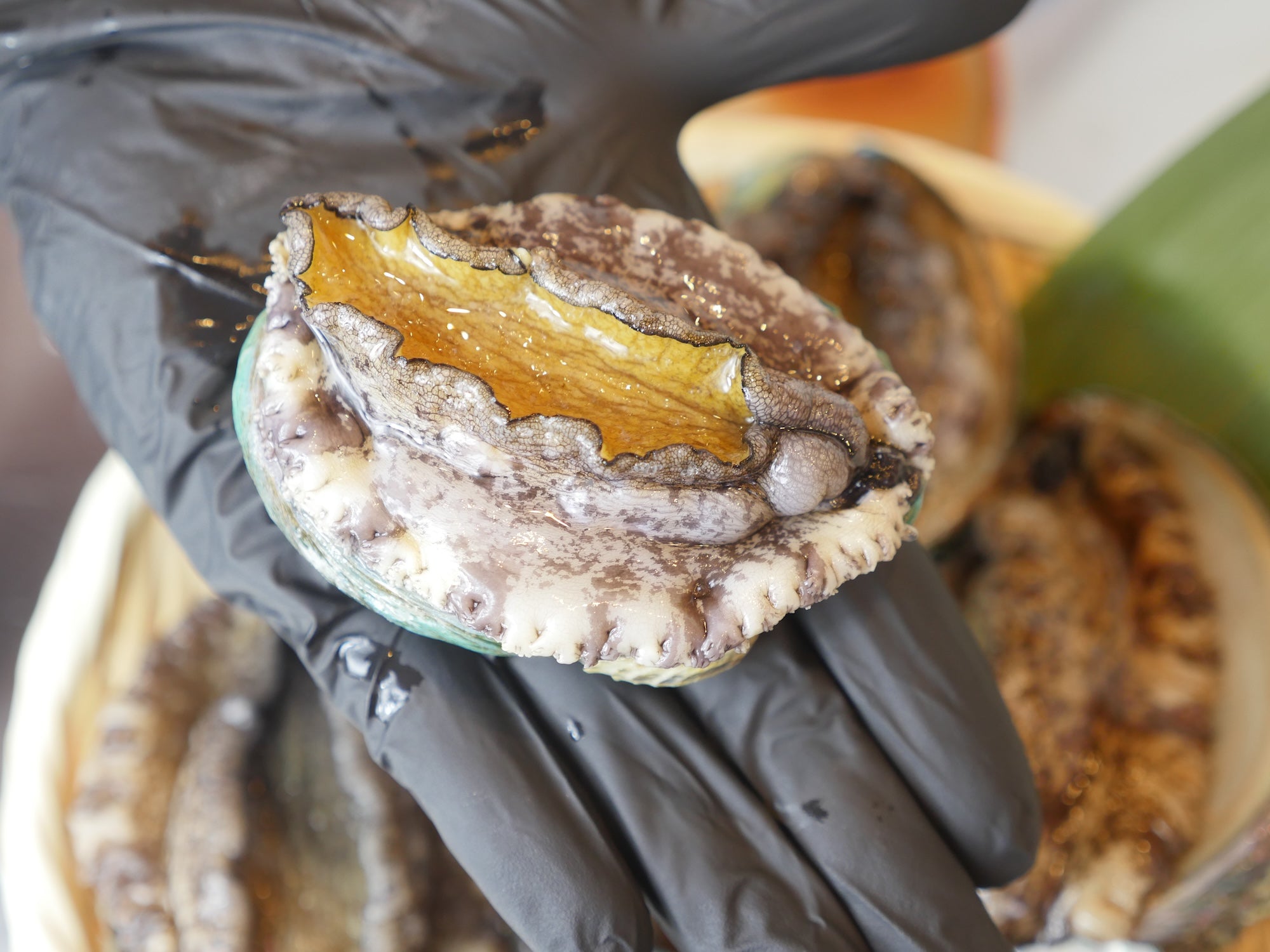 【お得！】活アワビ80-100gサイズ5-6枚 養殖活鮑（約500g）・冷蔵便