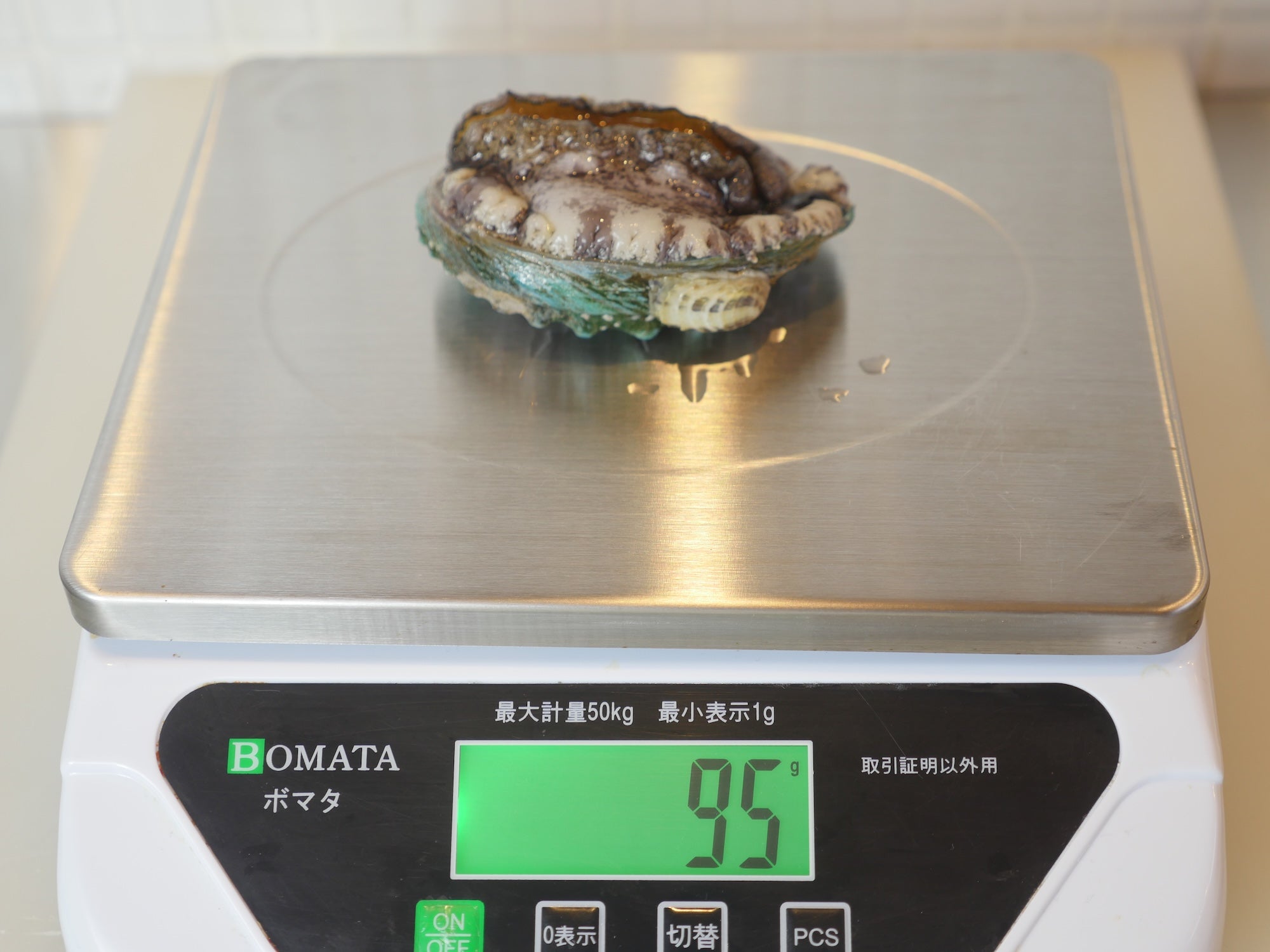 【お得！】活アワビ80-100gサイズ5-6枚 養殖活鮑（約500g）・冷蔵便