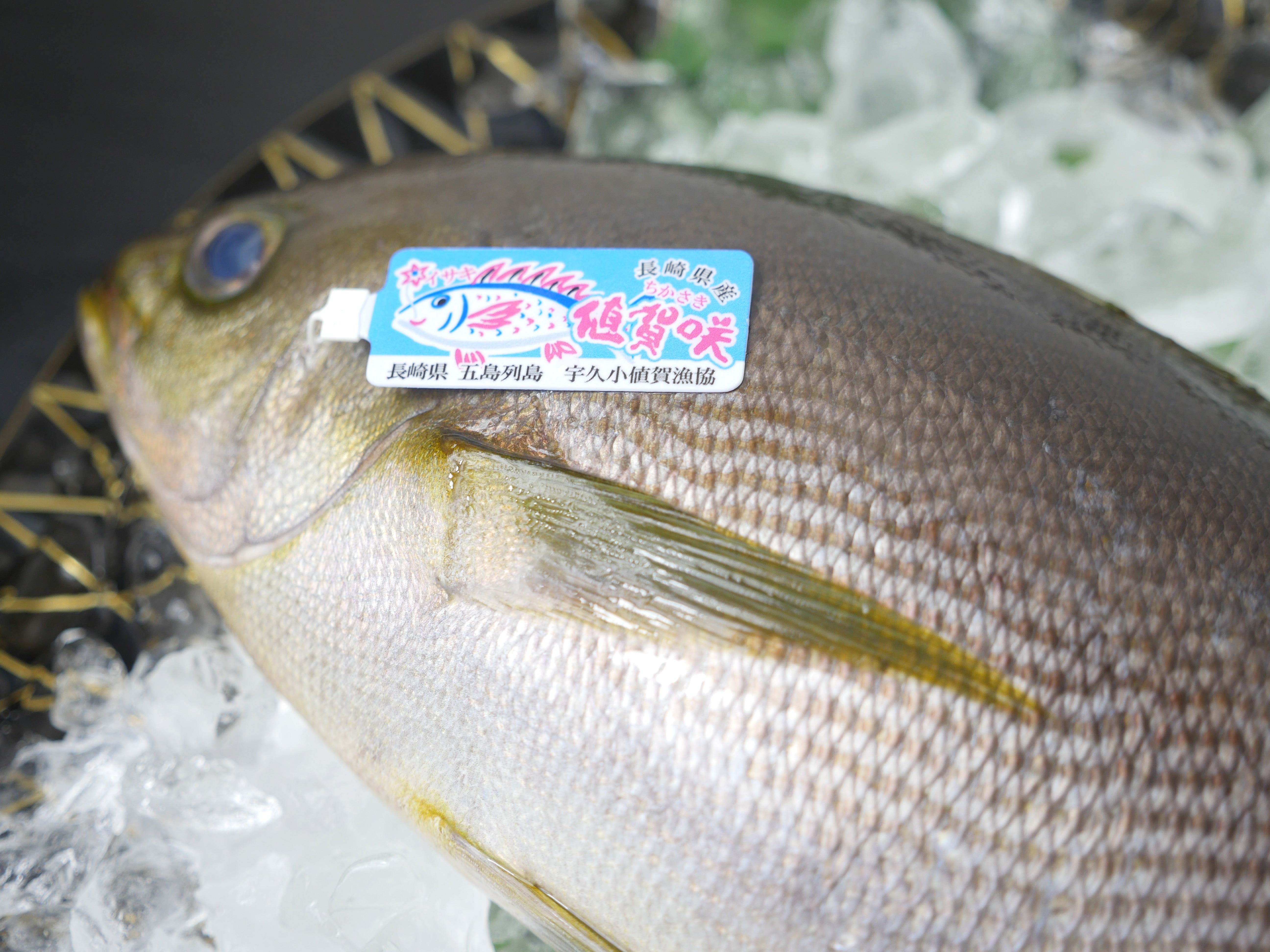 【豊洲直送市場】旬の『値賀咲イサキ700g~800g1尾』長崎県小値賀産・冷蔵