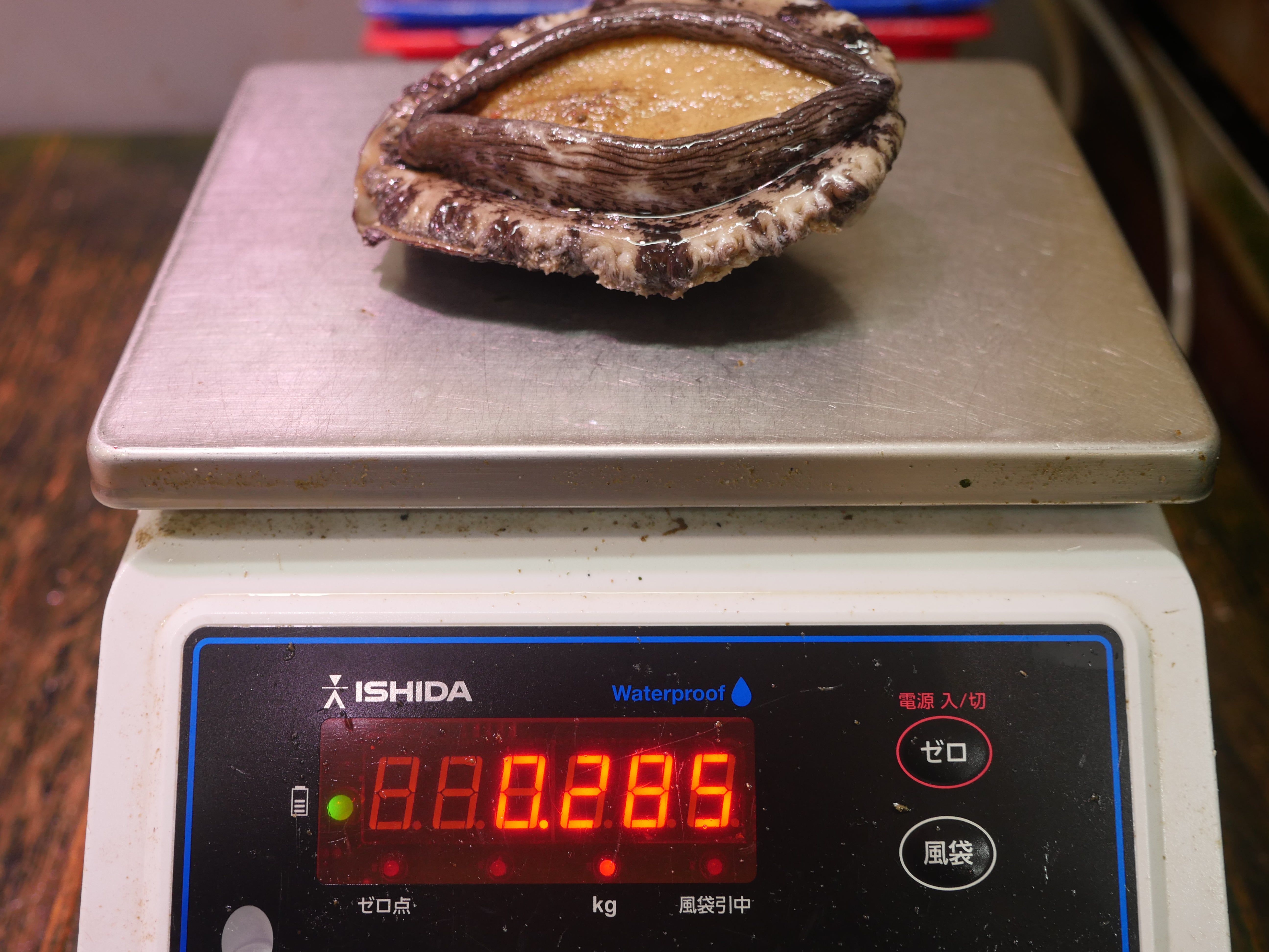 【豊洲直送】活黒アワビ"大サイズ"250-300g/1枚 天然黒鮑千葉県産（約250~300g）・冷蔵