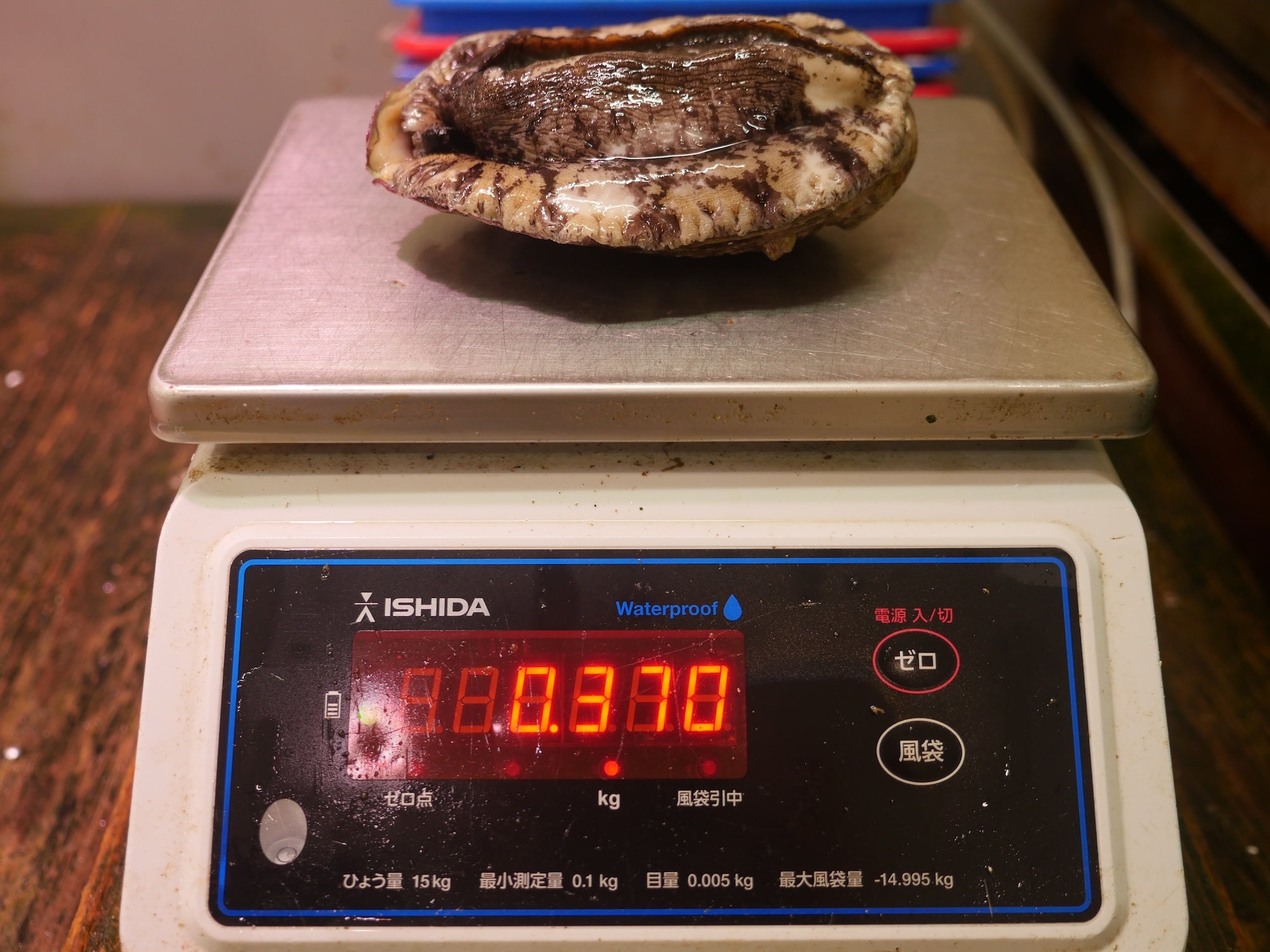 【豊洲直送】活黒アワビ"特大サイズ"350-380g/1枚 天然黒鮑千葉県産（約350~380g）・冷蔵