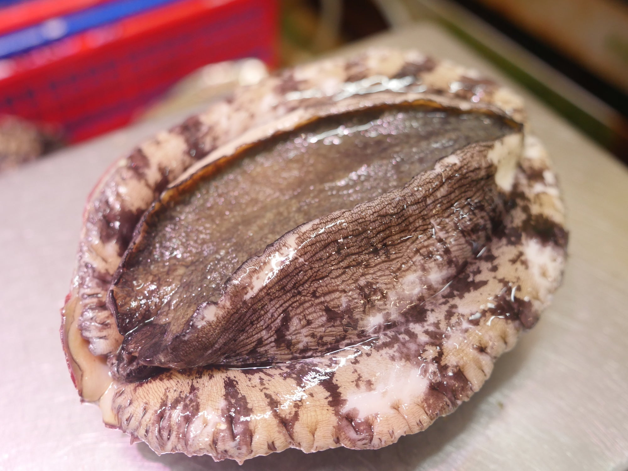 【豊洲直送】活黒アワビ"特大サイズ"350-380g/1枚 天然黒鮑千葉県産（約350~380g）・冷蔵