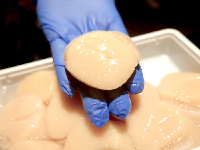 【豊洲市場直送】プリップリの"超特大"生ホタテ 宮城県産他（500g|10個）冷蔵