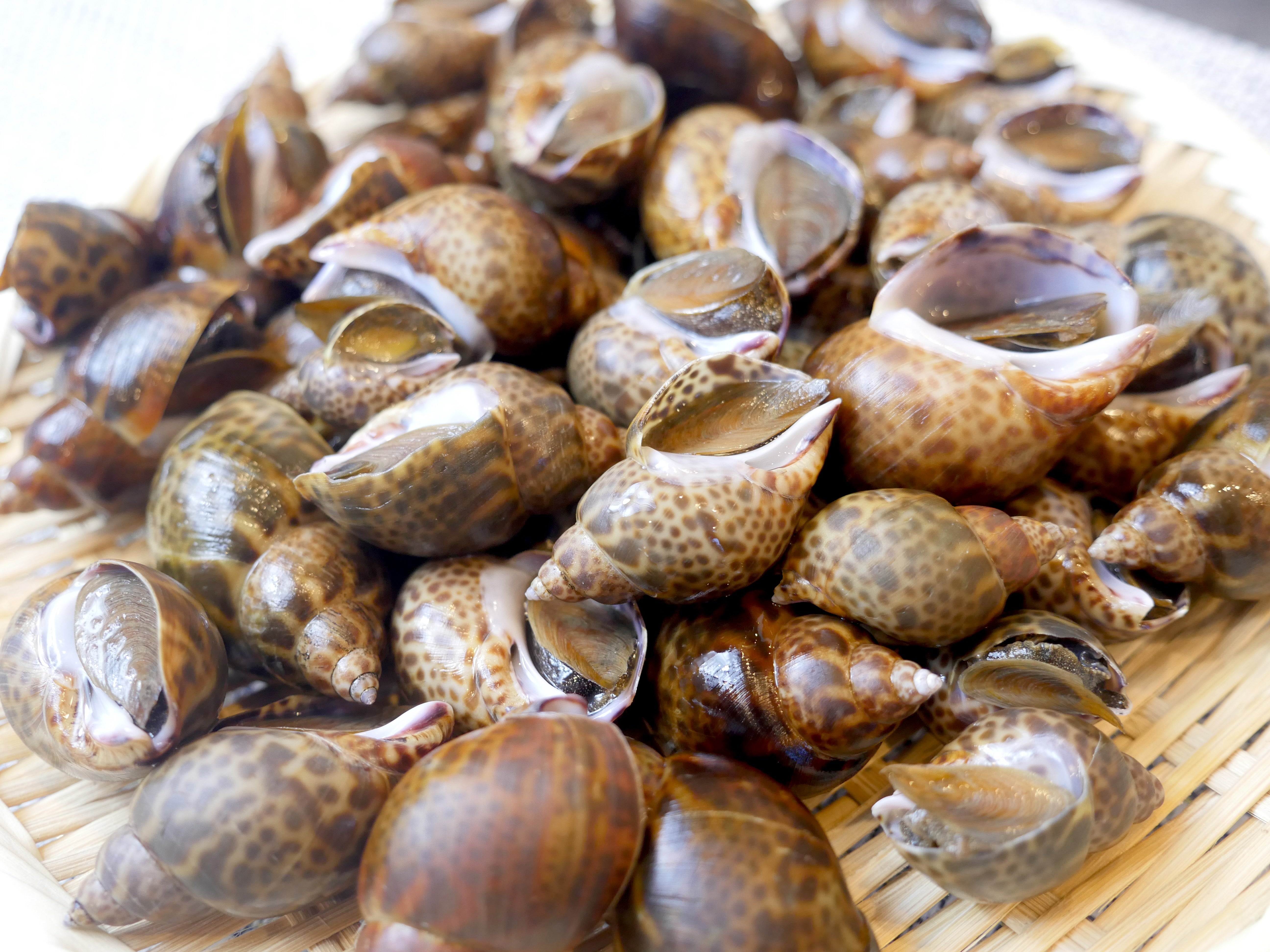 職人仕込みの国産黒バイ貝旨煮 煮付け（500g）・冷凍