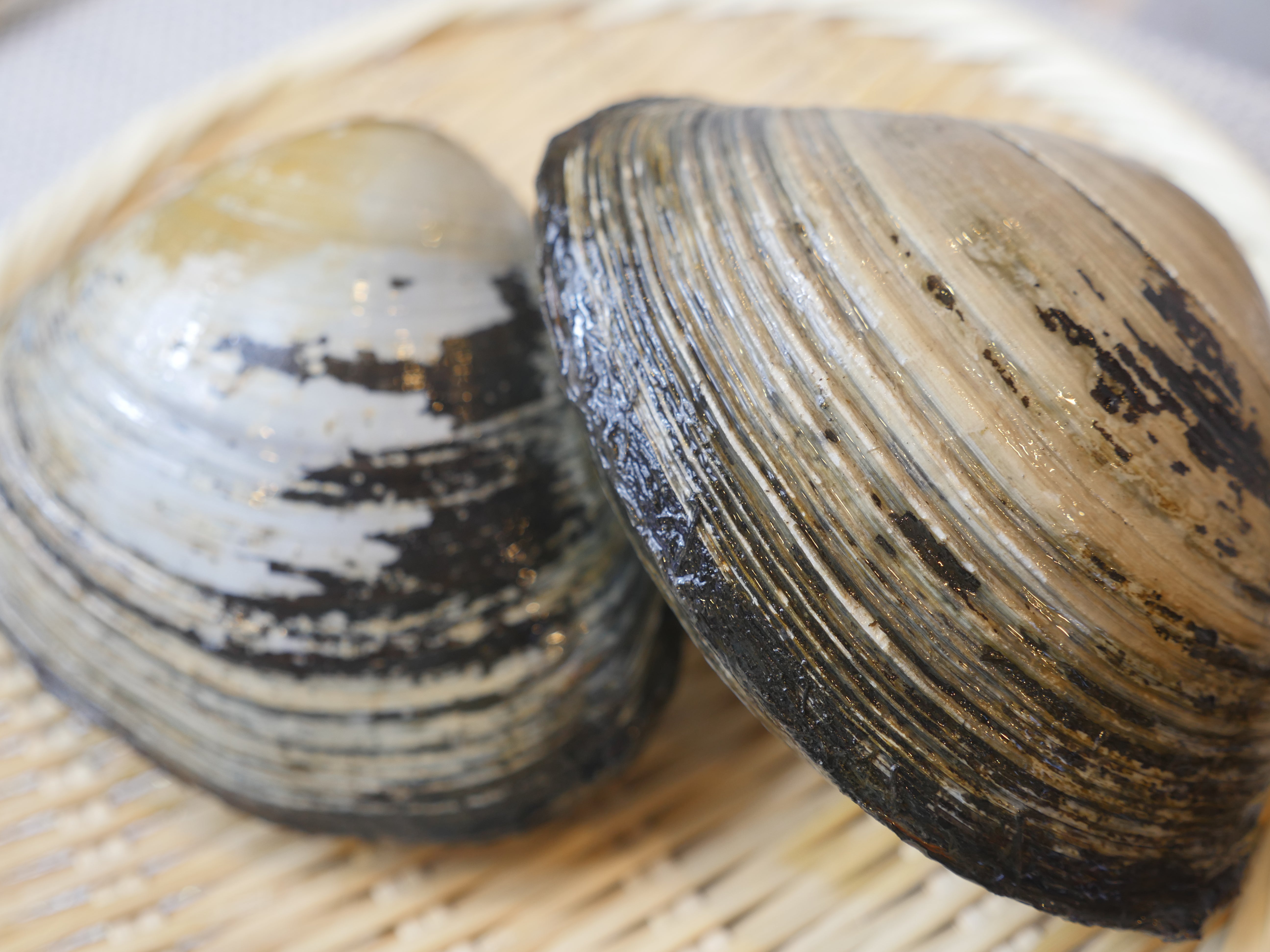 【特大】北海道産ホッキ貝 贅沢殻盛り"浜焼き仕立て"・冷凍