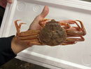 【内子が旨い！】『"活"セイコガニ（メスのオオズワイガニ）』北海道産 1杯150g前後×5杯・冷蔵