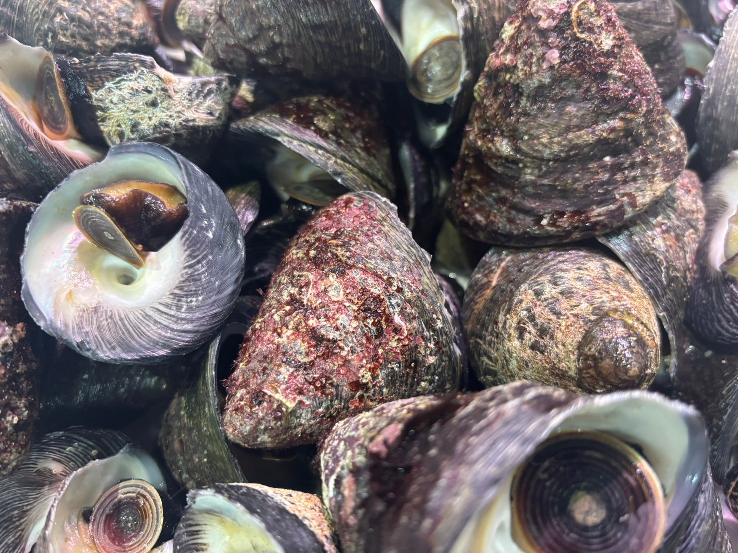 【豊洲直送】"活"尻高貝（シッタカ貝）約1キロ 珍味 お酒のつまみ 大分県産他・冷蔵