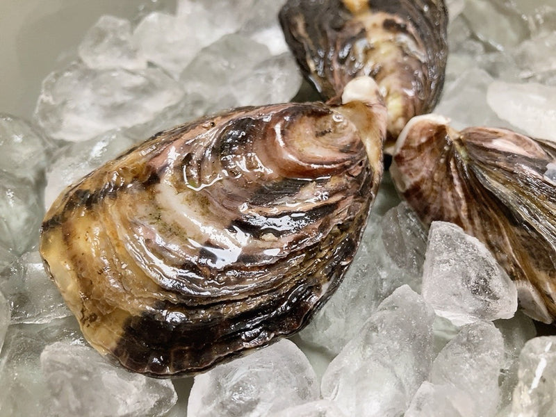 【豊洲市場直送】赤穂サムライゴールド真牡蠣-Samurai Gold-（1個60-80g位・10個）・冷蔵