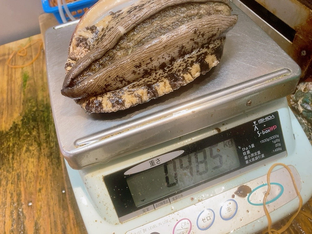 ⭐️超特大黒アワビ１個⭐️１個約400/500g。 最高級】活黒アワビ400-500gサイズ1枚 国産天然黒鮑（約400~500g