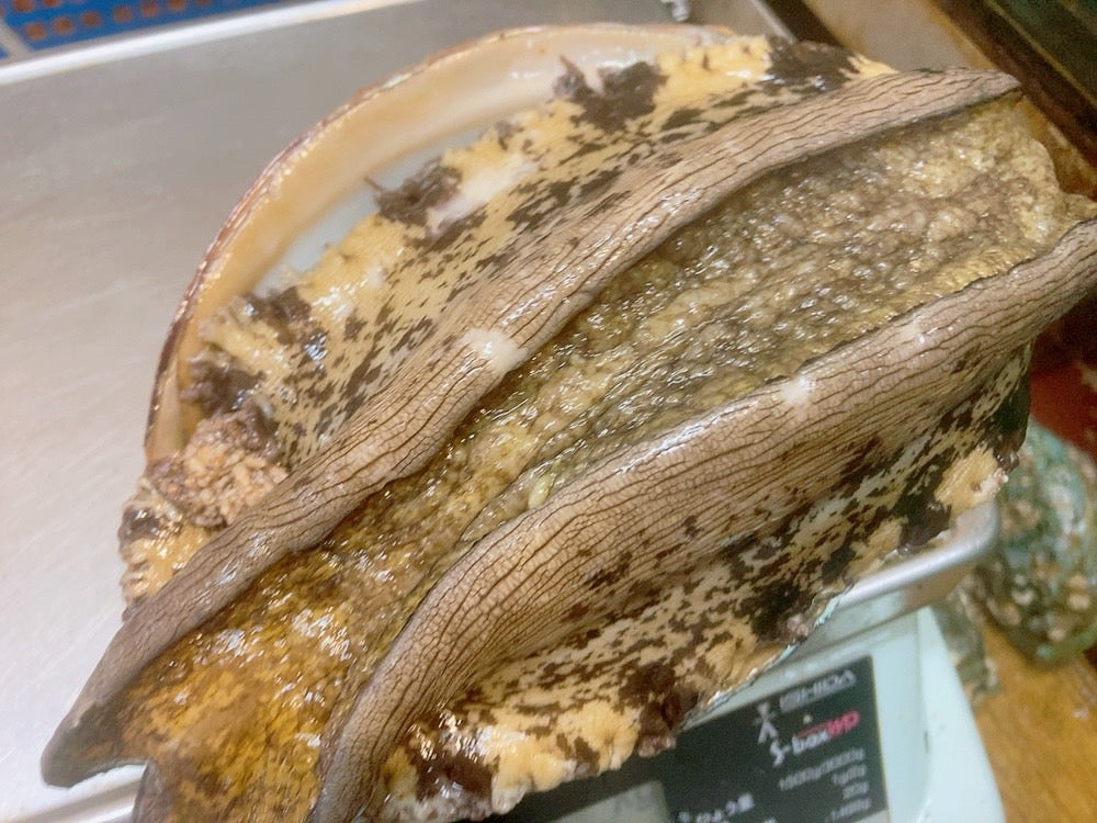 【最高級】活黒アワビ400-500gサイズ1枚 国産天然黒鮑（約400~500g）・冷蔵便