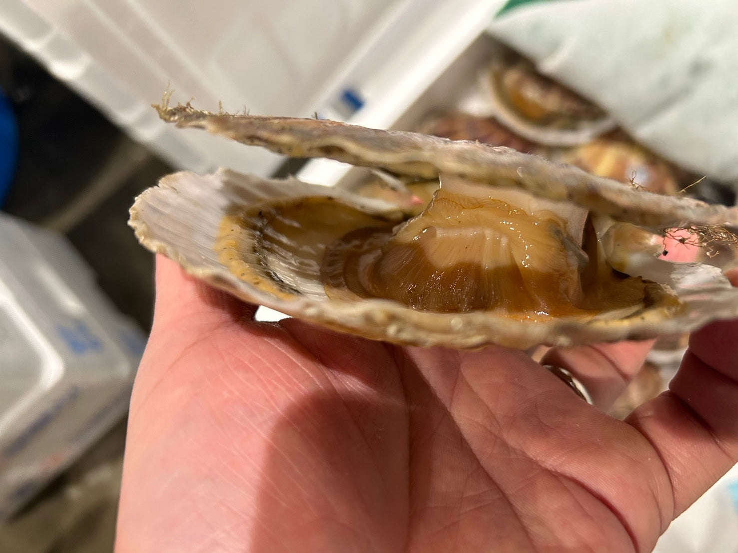 【天然・鮮度抜群】北海道産『殻付き 活ホタテ』大サイズ 5枚(250g前後/枚) 海鮮バーキューにも