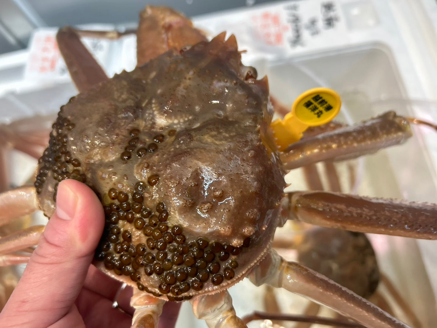 【ズワイガニのトップブランド】『"活"越前ガニ特大サイズ（タグ付き）』福井県産 1杯（900g〜1.1kg）※1〜4人前