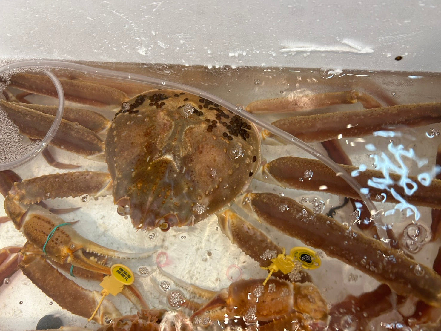 ズワイガニのトップブランド】『